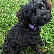 Macy is registered to the contest to win money with this photo: dog, black_dog, curly_fur, collar, purple_collar, grass, outdoor, pet, cute, sitting, nature, animal, fur, canine, portrait, looking_up, green_grass, young_dog, fluffy, adorable