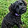 Macy
