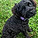Macy
