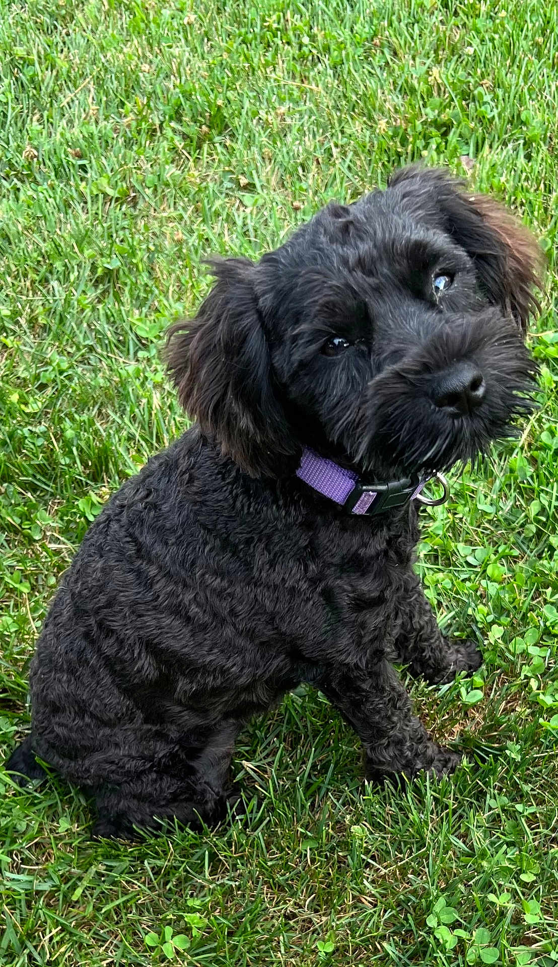 Macy is registered to the contest to win money with this photo: dog, black_dog, curly_fur, collar, purple_collar, grass, outdoor, pet, cute, sitting, nature, animal, fur, canine, portrait, looking_up, green_grass, young_dog, fluffy, adorable