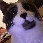 Pancho joined the competition — help win amazing prizes! cat, close_up, indoor, curious, wide_eyes, black_and_white, fur, whiskers, nose, face, pet, animal, cozy, couch, blanket, furniture, living_room, domestic, portrait, feline
