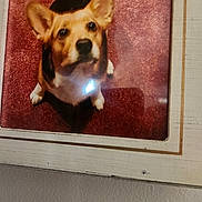 Delhlia is registered to the contest to win money with this photo: animal, brown, carpet, closeup, corgi, curious, dog, ears, framed_photo, fur, glare, indoor, looking_up, paw, pet, photograph, portrait, wall, white, wooden_frame