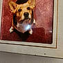 animal, brown, carpet, closeup, corgi, curious, dog, ears, framed_photo, fur, glare, indoor, looking_up, paw, pet, photograph, portrait, wall, white, wooden_frame