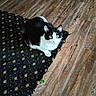 Blaze is registered to the contest to win money with this photo: cat, black_and_white, green_eyes, sitting, curious, rug, patterned_rug, wooden_floor, indoor, pet, animal, fur, whiskers, alert, flooring, domestic, cute, small, feline, cozy