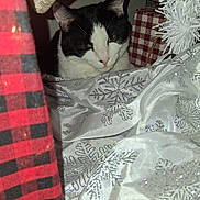 Blaze joined the competition — help win amazing prizes! cat, black_and_white, holiday, decoration, fabric, snowflake_pattern, cozy, indoor, pet, festive, red, black, white, silver, plaid, closeup, resting, animal, soft_texture, wrapped