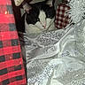 cat, black_and_white, holiday, decoration, fabric, snowflake_pattern, cozy, indoor, pet, festive, red, black, white, silver, plaid, closeup, resting, animal, soft_texture, wrapped