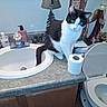 cat, bathroom, sink, toilet, toilet_paper, lamp, countertop, mirror, soap_dispenser, curious, black_and_white, pet, indoor, feline, decor, household, plumbing, cabinet, reflection, tiling
