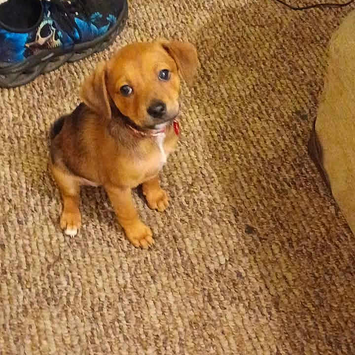 Bella joined the competition — help win amazing prizes! animal, brown, carpet, collar, curious, cute, dog, domestic_animal, floor, footwear, indoor, looking_up, pet, puppy, shoe, small, sneaker, texture, wall, young