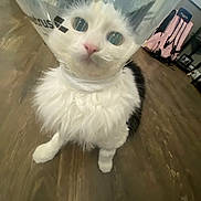 Chessie joined the competition — help win amazing prizes! cat, feline, white_fur, black_patch, elizabethan_collar, cone, e_collar, pet, indoor, hardwood_floor, backpack, pink_backpack, close_up, portrait, curious, whiskers, paws, veterinary, plastic, home