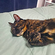 Luna is registered to the contest to win money with this photo: cat, tortoiseshell, sleeping, bed, blanket, indoor, pet, fur, animal, cute, cozy, resting, paw, ears, home, quiet, relaxation, comfort, feline, nap