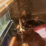 Luna is registered to the contest to win money with this photo: animal, bed, blinds, blur, cat, cozy, dim, fabric, feline, furry, indoor, light, pet, reflection, resting, shadow, soft, sunlight, window, wood