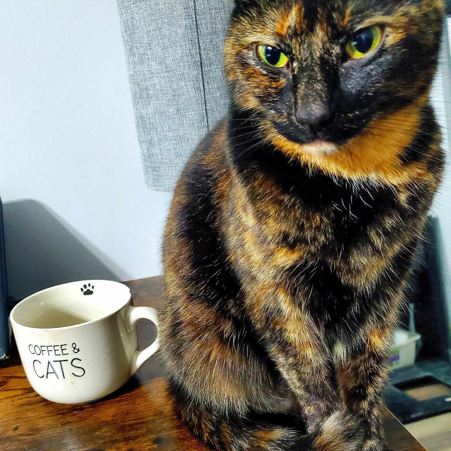 Luna is registered to the contest to win money with this photo: animal, cat, close_up, coffee_mug, cute, domestic_animal, feline, fur, green_eyes, household, indoor, mug, natural_light, pet, shadow, sitting, table, text_on_mug, tortoiseshell_cat, wooden_table