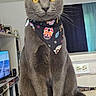 cat, gray_cat, yellow_eyes, bandana, skull_pattern, pet, indoor, table, living_room, furniture, television, bookshelf, curtains, flooring, whiskers, ears, tail, sitting, domestic_cat, cute