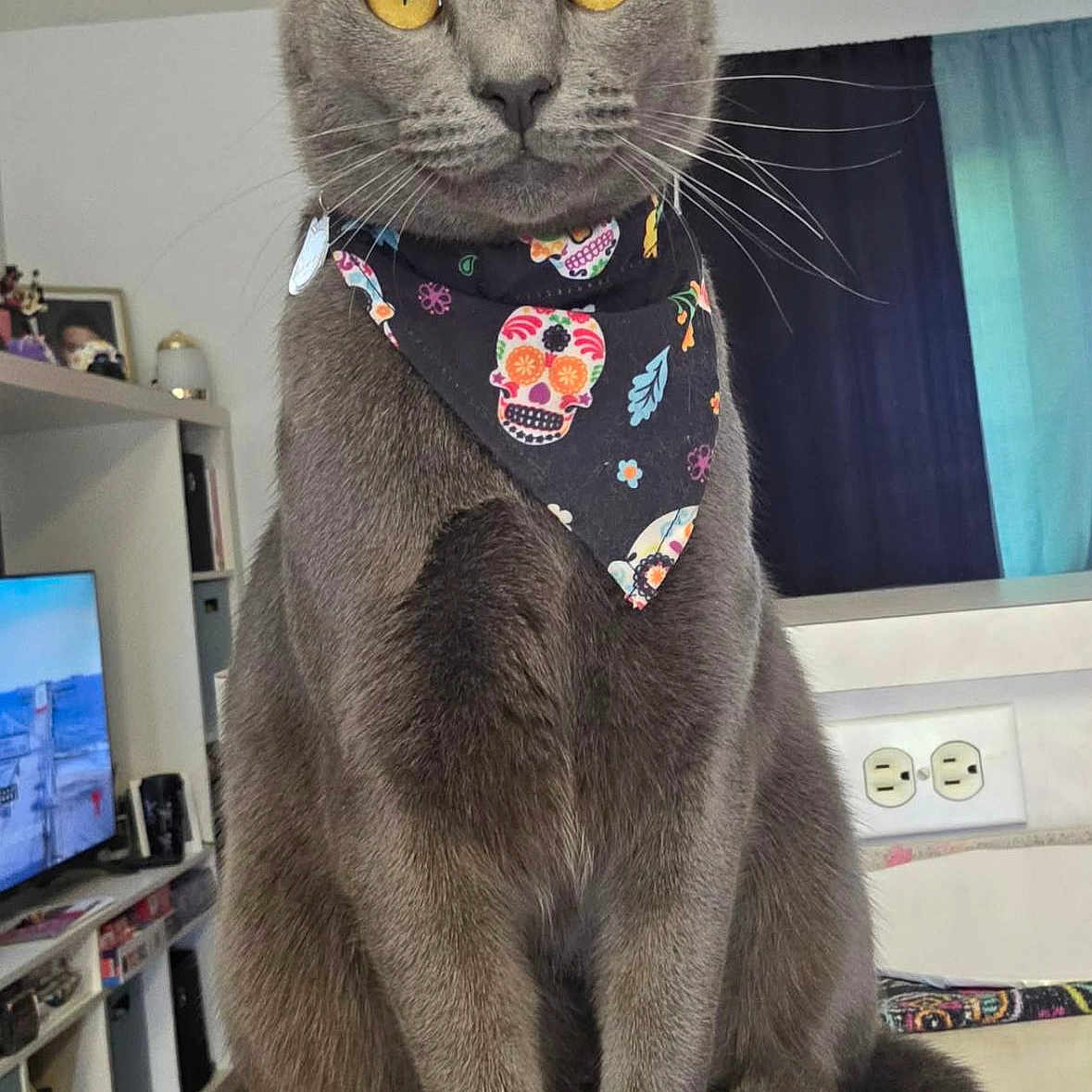Nova is registered to the contest to win money with this photo: cat, gray_cat, yellow_eyes, bandana, skull_pattern, pet, indoor, table, living_room, furniture, television, bookshelf, curtains, flooring, whiskers, ears, tail, sitting, domestic_cat, cute