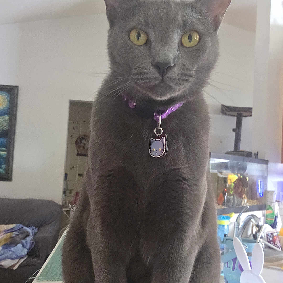 Nova