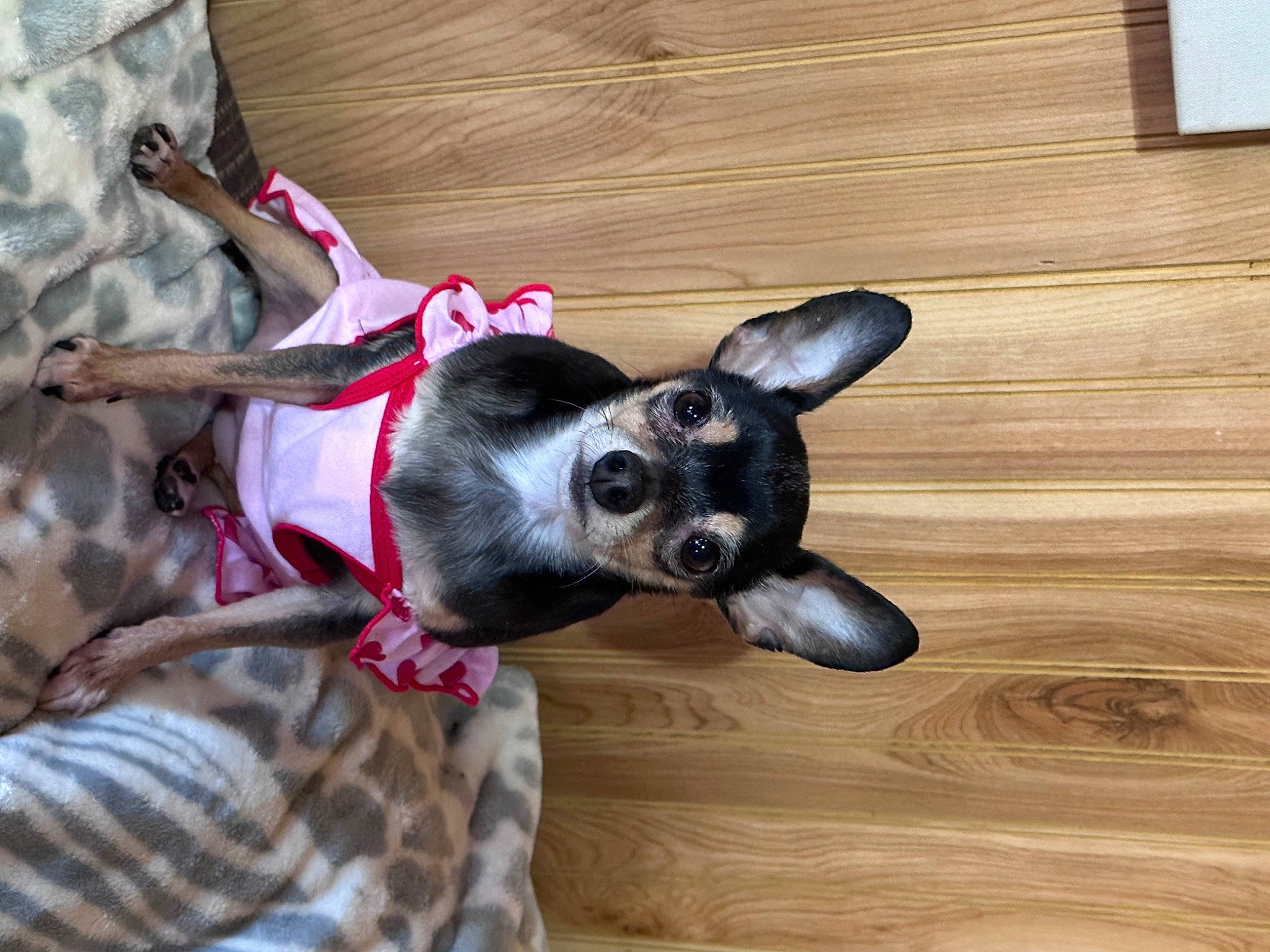 Alley May is registered to the contest to win money with this photo: carnivore, collar, companion_dog, dog, dog_breed, dog_clothes, dog_collar, dog_supply, fawn, flooring, hardwood, snout, sporting_group, tail, toy, varnish, whiskers, wood, wood_stain, working_animal