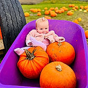 Emmie joined the competition — help win amazing prizes! baby, child, pumpkin, wheelbarrow, field, outdoor, fall, autumn, grass, toddler, purple, orange, cute, clothing, toy, nature, seasonal, smile, person, harvest
