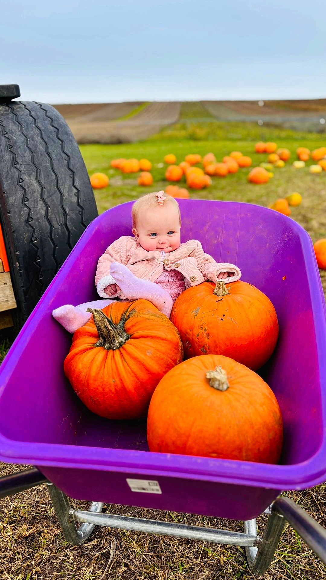 Emmie joined the competition — help win amazing prizes! baby, child, pumpkin, wheelbarrow, field, outdoor, fall, autumn, grass, toddler, purple, orange, cute, clothing, toy, nature, seasonal, smile, person, harvest