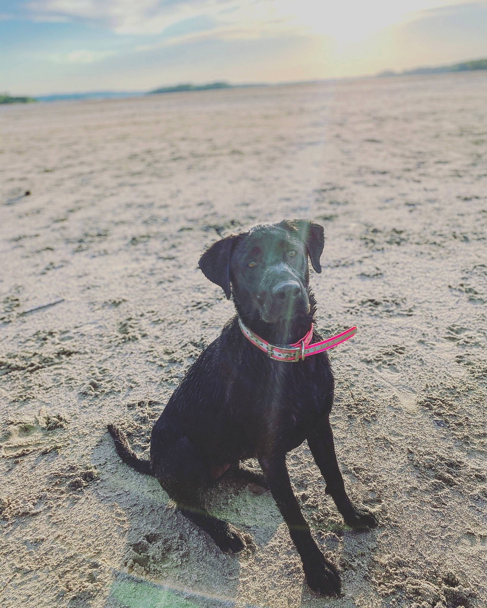 Bergara is registered to the contest to win money with this photo: beach, canidae, carnivore, dog, dog_breed, hunting_dog, labrador_retriever, ocean, patterdale_terrier, retriever, sea, sporting_group