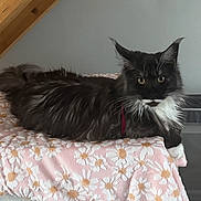 Aya participe au concours pour gagner de l'argent avec cette photo : cat, black_cat, white_fur, fluffy, indoor, blanket, pink, floral_pattern, cardboard, house_shape, window_cutouts, yellow_eyes, relaxed, pet, feline, animal, stairs, wood, home, cozy