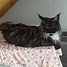cat, black_cat, white_fur, fluffy, indoor, blanket, pink, floral_pattern, cardboard, house_shape, window_cutouts, yellow_eyes, relaxed, pet, feline, animal, stairs, wood, home, cozy