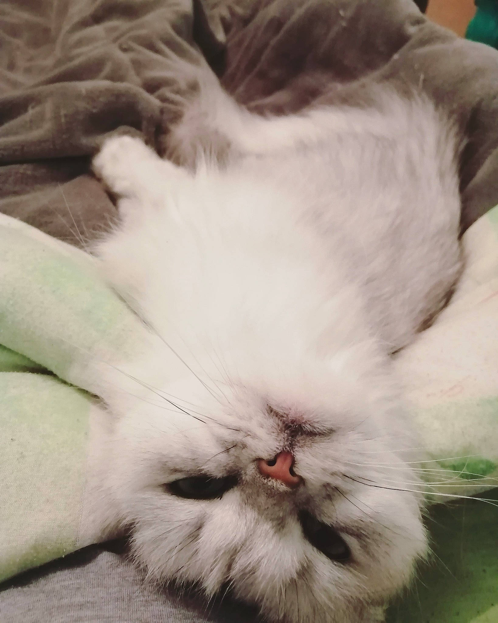 Helia participe au concours pour gagner de l'argent avec cette photo : carnivore, cat, close_up, comfort, felidae, fur, grass, herbaceous_plant, nap, paw, petal, plant, sleep, small_to_medium_sized_cats, snout, tail, terrestrial_animal, whiskers