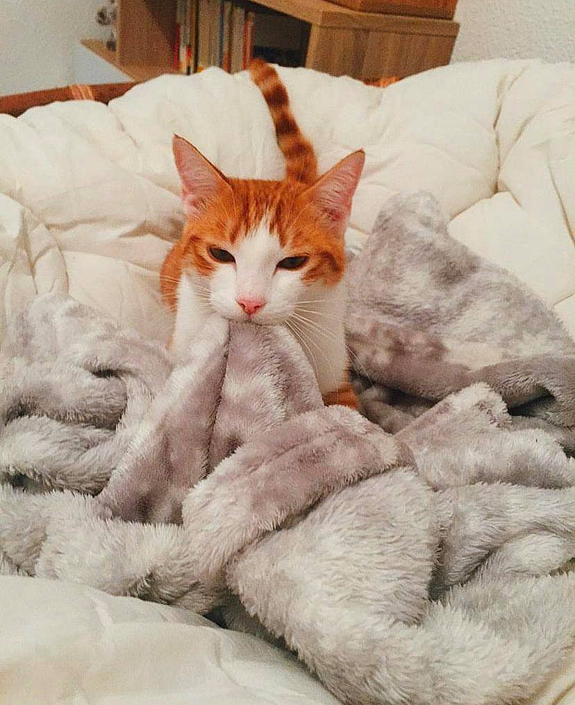 Milo participe au concours pour gagner de l'argent avec cette photo : bed, bed_sheet, bedding, carnivore, cat, cat_supply, comfort, domestic_short_haired_cat, fawn, felidae, fur, linens, nap, paw, room, small_to_medium_sized_cats, snout, tail, whiskers, window