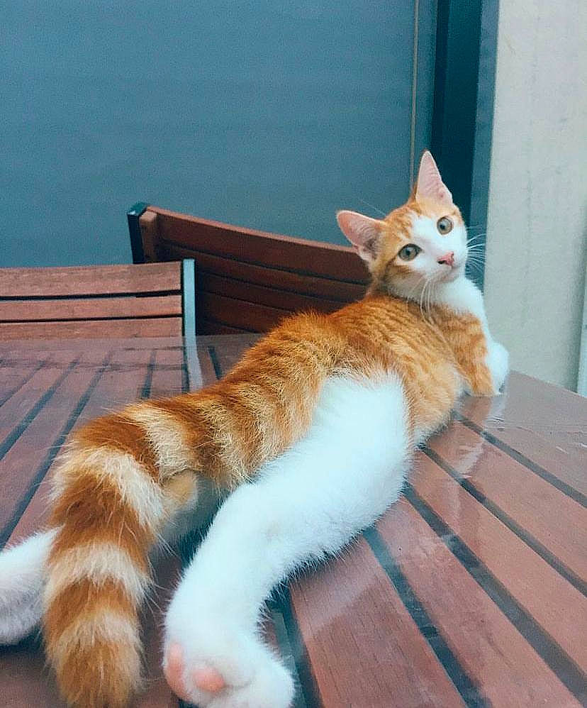 Milo a rejoint le concours — aidez-le/la à gagner de superbes lots ! carnivore, cat, comfort, domestic_short_haired_cat, fawn, felidae, flooring, foot, fur, hardwood, paw, sitting, small_to_medium_sized_cats, snout, tail, tree, water, whiskers, window, wood