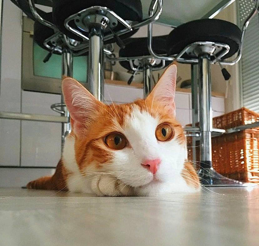 Milo a rejoint le concours — aidez-le/la à gagner de superbes lots ! carnivore, cat, domestic_short_haired_cat, eye, fawn, felidae, flooring, fur, hardwood, metal, paw, room, sitting, small_to_medium_sized_cats, snout, tail, whiskers, window, wood