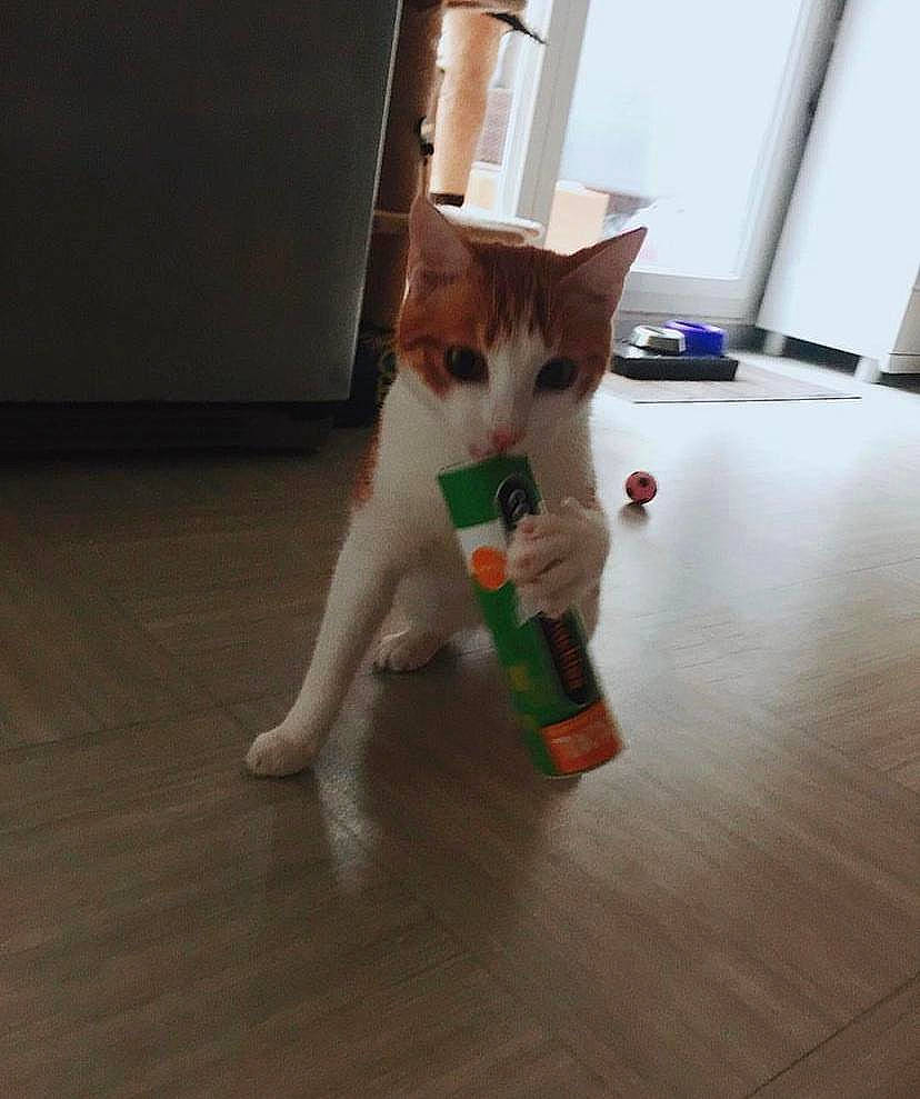 Milo a rejoint le concours — aidez-le/la à gagner de superbes lots ! carnivore, cat, companion_dog, domestic_short_haired_cat, felidae, floor, flooring, fur, hardwood, human_leg, laminate_flooring, paw, plywood, small_to_medium_sized_cats, tail, varnish, whiskers, wood, wood_flooring, wood_stain