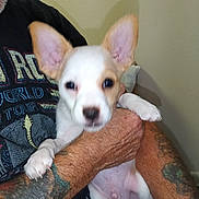 Peanut joined the competition — help win amazing prizes! puppy, dog, pet, tattoo, arm, person, clothing, indoor, white, tan, small_dog, cute, holding, hand, furry, animal, face, ears, portrait, casual