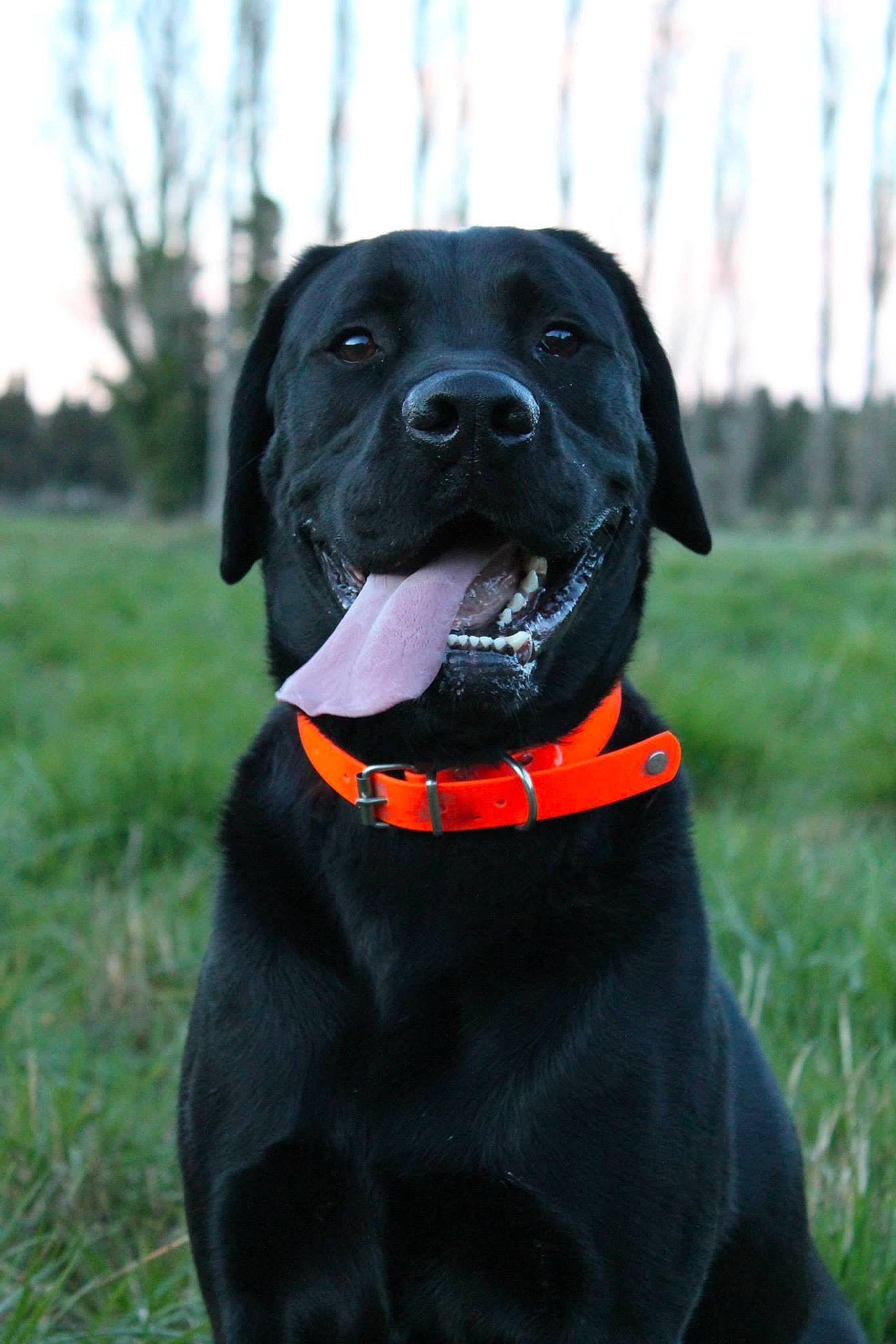 Lucky a rejoint le concours — aidez-le/la à gagner de superbes lots ! borador, carnivore, collar, companion_dog, dog, dog_breed, dog_collar, dog_supply, grass, guard_dog, hunting_dog, leash, personal_protective_equipment, pet_supply, plant, sky, sporting_group, tree, working_animal, working_dog