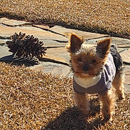 Scooter joined the competition — help win amazing prizes! dog, small_dog, sweater, outdoor, grass, dry_grass, stone_path, pinecone, sunlight, shadow, pet, animal, ears, fluffy_fur, cute, walking, nature, daylight, yard, companion