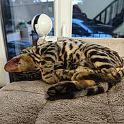 Buzz a rejoint le concours — aidez-le/la à gagner de superbes lots ! cat, bengal_cat, sleeping, curled_up, pet, feline, spotted_fur, striped_fur, animal, indoors, blanket, cushion, cozy, window, reflection, home, resting, paws, tail, portrait