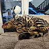 cat, bengal_cat, sleeping, curled_up, pet, feline, spotted_fur, striped_fur, animal, indoors, blanket, cushion, cozy, window, reflection, home, resting, paws, tail, portrait