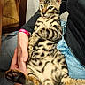 cat, kitten, bengal_cat, spotted_fur, striped_fur, green_eyes, lying_down, relaxed, front_paw, whiskers, animal_portrait, close_up, indoor, human_lap, person, hand, denim, black_clothing, wooden_furniture, pet