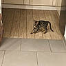 cat, kitten, animal, pet, feline, spotted_coat, tabby, standing, walking, indoor, kitchen, floor, tile, home, cabinet, tail, ears, whiskers, looking_at_camera, photography