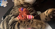 Buzz participe au concours pour gagner de l'argent avec cette photo : cat, tabby_cat, pet, animal, sleeping, relaxed, cuddling, stuffed_toy, plush_toy, striped_fur, whiskers, paws, indoor, cozy, blanket, cushion, playful, portrait, close_up, nap
