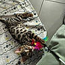 Buzz a rejoint le concours — aidez-le/la à gagner de superbes lots ! cat, kitten, bengal_cat, spotted_fur, striped_fur, blue_eyes, animal_face, lying_down, upside_down, playful, feather_toy, cat_toy, blanket, bed, indoor, home, tile_floor, green_clothing, close_up, portrait