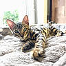 cat, bengal_cat, kitten, pet, animal, feline, striped, spotted, blue_eyes, ears, whiskers, paw, stretching, lying_down, blanket, bed, indoors, window, sunlight, portrait
