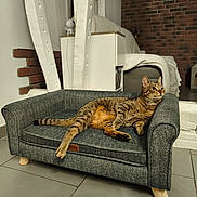 Tennesse participe au concours pour gagner de l'argent avec cette photo : cat, tabby_cat, pet, animal, feline, lounging, sitting, armchair, chair, furniture, indoor, home, cozy, relaxed, striped_fur, whiskers, ears, tail, brick_wall, tile_floor