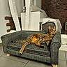 cat, tabby_cat, pet, animal, feline, lounging, sitting, armchair, chair, furniture, indoor, home, cozy, relaxed, striped_fur, whiskers, ears, tail, brick_wall, tile_floor