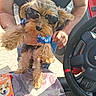 dog, sunglasses, person, car_interior, steering_wheel, blue_shirt, pet_glasses, fluffy, summer_outfit, holding, muscular_arm, seat_cover, sunlight, window, casual, cute, funny, small_dog, fashion, pet_accessory