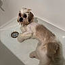 dog, small_dog, wet_fur, bathtub, bath, water, grooming, pet, animal, white_fur, brown_fur, large_eyes, black_nose, lying_down, indoor, bathroom, ceramic_tub, drain, ripples, portrait