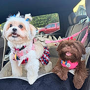 Coqueta joined the competition — help win amazing prizes! dogs, puppies, small_dogs, pet, car, car_interior, seated, white_dog, brown_dog, fluffy, long_hair, hair_bows, pink_harness, colorful_leash, tongue_out, open_mouth, star_pattern, pet_fashion, portrait, outdoor_background