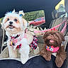 dogs, puppies, small_dogs, pet, car, car_interior, seated, white_dog, brown_dog, fluffy, long_hair, hair_bows, pink_harness, colorful_leash, tongue_out, open_mouth, star_pattern, pet_fashion, portrait, outdoor_background
