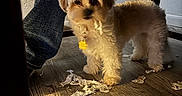 Coqueta is registered to the contest to win money with this photo: dog, puppy, small_dog, fluffy, white_fur, tan_fur, standing, pet, animal, portrait, indoors, wood_floor, sunlight, shadow, chair, table, collar, tag, shredded_tissue, mischief