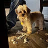 dog, puppy, small_dog, fluffy, white_fur, tan_fur, standing, pet, animal, portrait, indoors, wood_floor, sunlight, shadow, chair, table, collar, tag, shredded_tissue, mischief