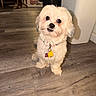 dog, small_dog, fluffy, white_fur, sitting, indoor, wooden_floor, pet, collar, tags, underbite, portrait, cute, funny, looking_at_camera, home, flooring, furniture, room, animal