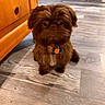 Bella joined the competition — help win amazing prizes! dog, small_dog, fluffy, brown_fur, long_hair, sitting, pet, collar, tags, indoors, wooden_floor, wooden_cabinet, furniture, home, portrait, looking_at_camera, cute, companion_animal, warm_lighting, cozy